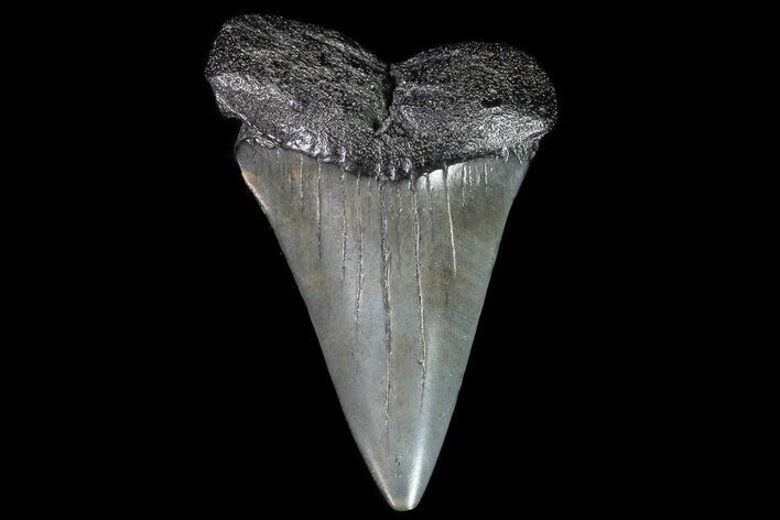 Large, Fossil Mako Shark Tooth - Georgia #75029